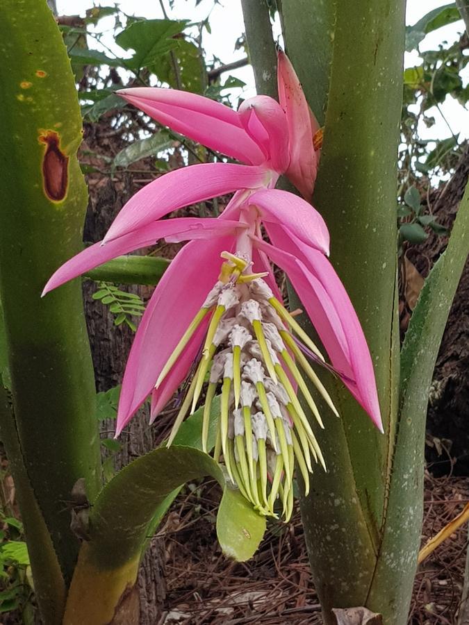Pousada Recanto Dos Beija Flores Monte Alegre do Sul Kültér fotó